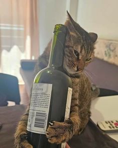 a cat sitting on top of a table with a bottle in it's paws