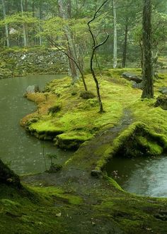 moss covered rocks and water in the woods