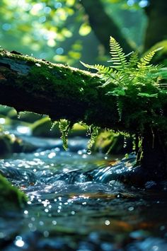 the mossy tree branch is laying on the water's surface in the forest