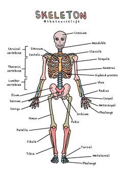 a diagram of the human skeleton with labels