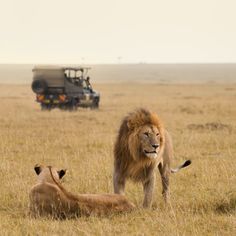 two lions in the middle of an open field with a safari vehicle in the background