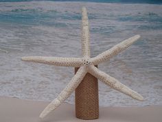 a white starfish on top of a burlock at the beach