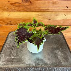 a potted plant sitting on top of a metal table