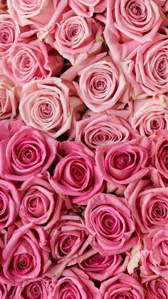 many pink roses are arranged in rows