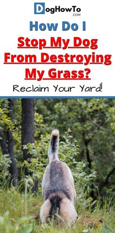 a dog sitting in the grass with text overlay reading how do i stop my dog from destroying my grass? reclaim your yard