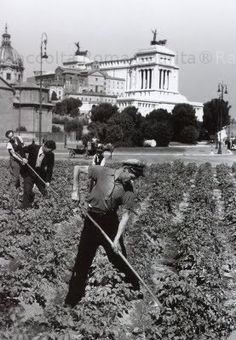 four people are working in the field with shovels