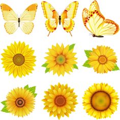 sunflowers and butterflies on a white background