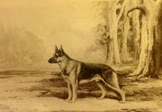 an old photo of a dog standing in front of a tree with its head turned to the side