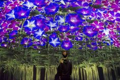 a man standing in front of a large display of purple and blue flowers on the ceiling