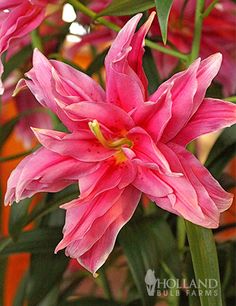 a pink flower is blooming in a vase