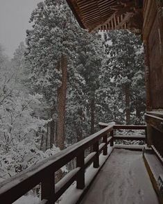 a snowy day in the woods with snow on the ground