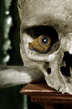 a skull with a butterfly sitting on it's face and eyeballs in its eyes