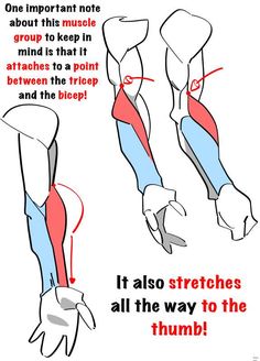 a diagram showing how to do the right hand and left arm with muscles highlighted in red