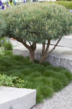 a small tree in the middle of some grass