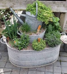 an old metal tub filled with lots of plants