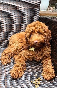 a brown dog laying on top of a wicker chair