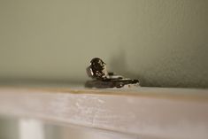 a tiny bird sitting on top of a wooden shelf