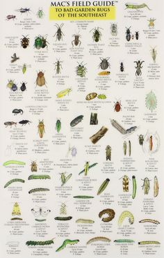 an insect identification poster with many different bugs and other insects on it's side