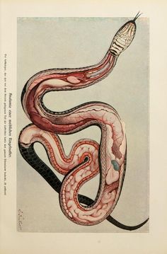 an illustration of a snake with its mouth open and it's tail curled up