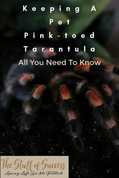 a close up of a tarantula on a plant with the words, keeping a pet pink - toed tarantula all you need to know