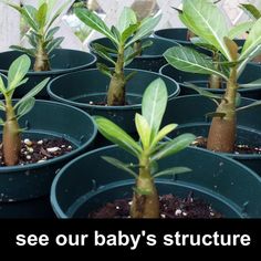 there are many potted plants that have been planted in the same planter, and one is labeled see our baby's structure