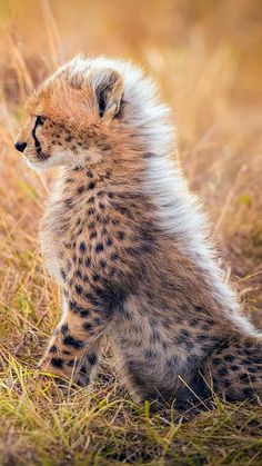 a baby cheetah sitting in the grass