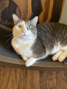 a cat sitting on top of a wooden chair