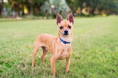 a small brown dog standing on top of a lush green field