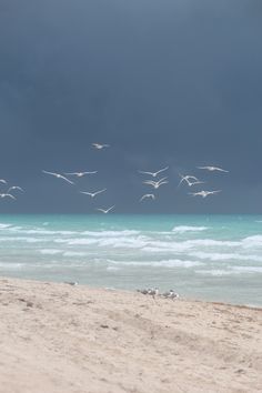 a flock of seagulls flying over the ocean on a cloudy day at the beach