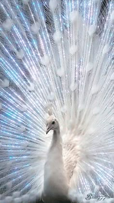 a white peacock with its feathers spread out