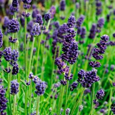 lavender flowers are blooming in the field