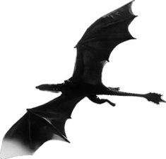 a black and white photo of a flying bat