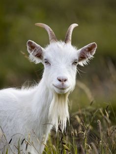 a white goat with long horns standing in tall grass and looking into the camera lens