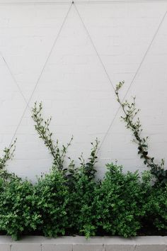 some green plants are growing in front of a white wall with three lines on it