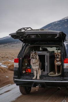 two dogs are sitting in the back of a vehicle with its doors open and one dog is looking out