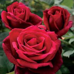 three red roses with green leaves in the background