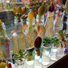 there are many glass bottles with plants in them