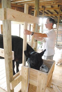 a man standing next to a black cow in a wooden box on top of a floor