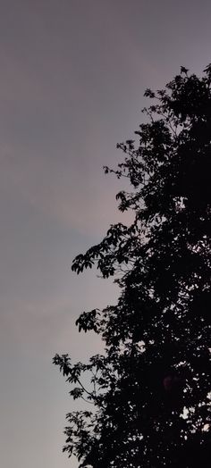 an airplane is flying in the sky above trees