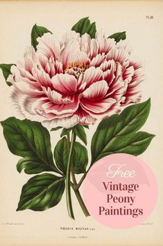 an antique pink peony painting with green leaves