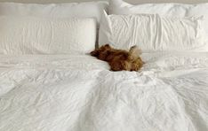 a brown dog laying on top of a bed covered in white sheets and pillows,