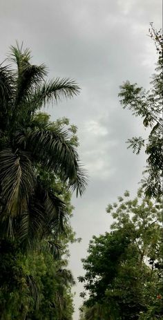 an elephant standing in the middle of a road surrounded by trees and bushes on a cloudy day