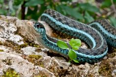 a blue and black snake is on the ground