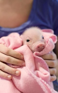 a woman holding a baby pig wrapped in a pink blanket on top of a table