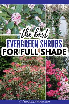 The Best Evergreen Shrubs For Full Shade | Evergreens Art Creative Ideas, Shade Landscaping