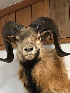 an animal with long horns standing in front of a mirror