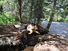 a dog jumping over rocks into the water in a wooded area with trees and rocks