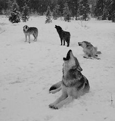 three wolfs are sitting in the snow and one is looking up at something while another dog looks on