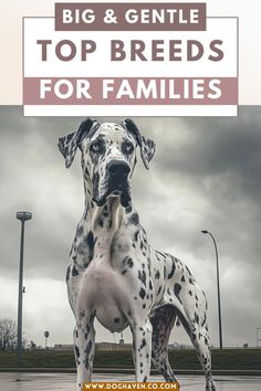 a large dog standing on top of a parking lot with the words big and gentle top breeds for families