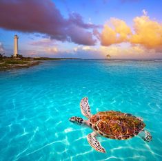 a sea turtle swimming in the ocean with a lighthouse in the background